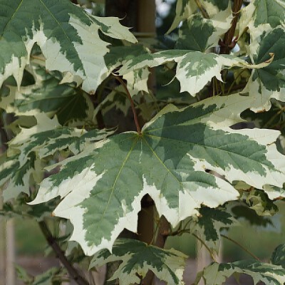 Acer platanoides 'Drummondii' (6)